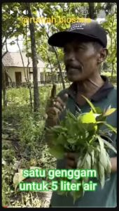 Ini perbandingan rumput dan airnya Yo lur, jangan sampai salah